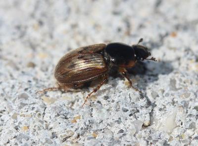  Melinopterus prodromus (Brahm, 1790)