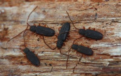 Uléiote plat Uleiota planatus (Linnaeus, 1760)