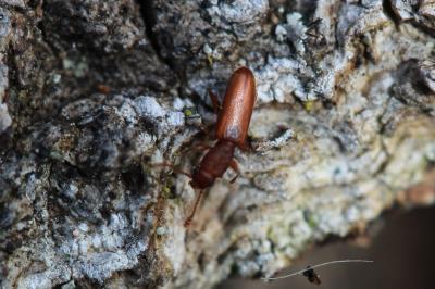  Silvanus unidentatus (Olivier, 1790)