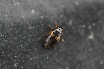  Hydroglyphus geminus (Fabricius, 1792)