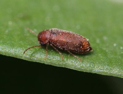  Ernobius C.G. Thomson, 1859