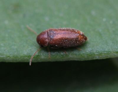  Ernobius C.G. Thomson, 1859