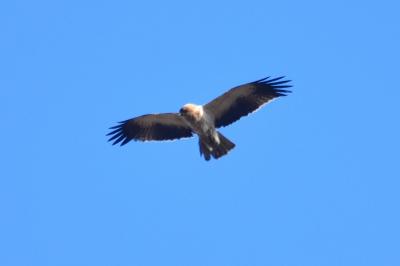 Aigle botté Hieraaetus pennatus (Gmelin, 1788)