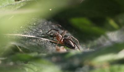 Agélène à labyrinthe Agelena labyrinthica (Clerck, 1758)