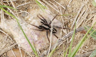  Alopecosa albofasciata (Brullé, 1832)