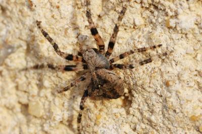 Épeire angulaire Araneus angulatus Clerck, 1758