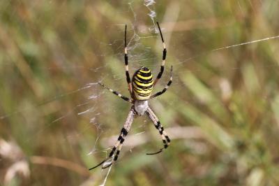 Épeire frelon Argiope bruennichi (Scopoli, 1772)