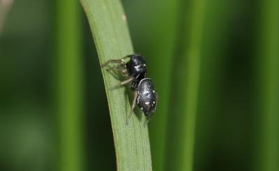  Heliophanus apiatus Simon, 1868