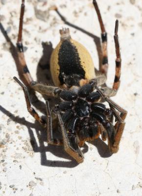 Lycose tarentuline Hogna radiata (Latreille, 1817)
