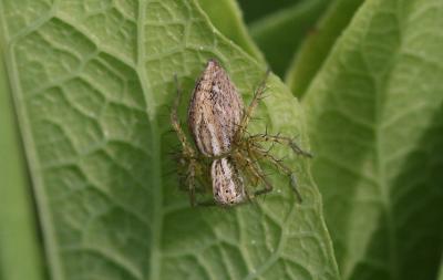  Oxyopes lineatus Latreille, 1806