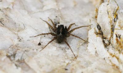  Pardosa hortensis (Thorell, 1872)