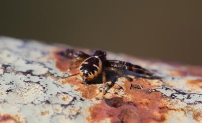 Thomise Napoléon Synema globosum (Fabricius, 1775)