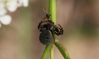  Xysticus bufo (Dufour, 1820)