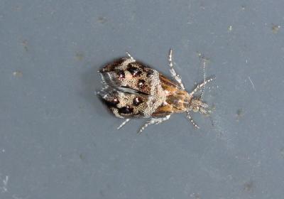  Tebenna micalis (Mann, 1857)