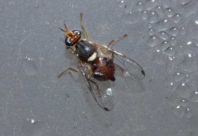  Bactrocera oleae (Rossi, 1790)