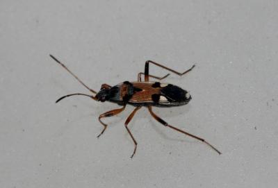  Beosus quadripunctatus (Müller, 1766)