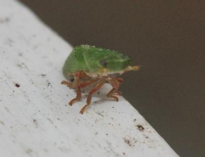  Tettigometra virescens (Panzer, 1799)