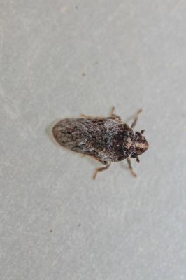  Tettigometra griseola Fieber, 1865