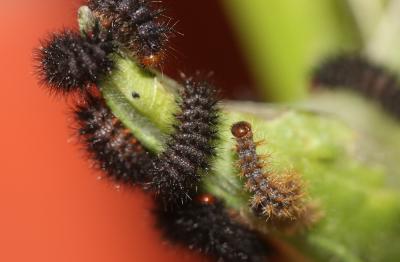 Mélitée du Plantain (La), Déesse à ceinturons (La) Melitaea cinxia (Linnaeus, 1758)
