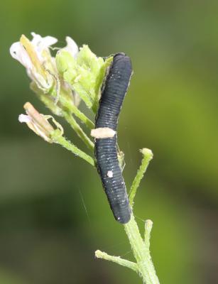 Tenthrède de la rave Athalia rosae (Linnaeus, 1758)