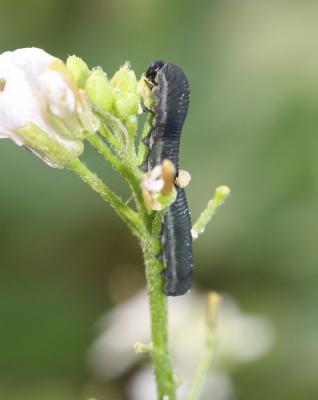 Tenthrède de la rave Athalia rosae (Linnaeus, 1758)