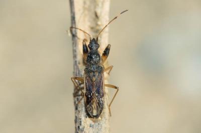  Paraparomius leptopoides (Baerensprung, 1859)
