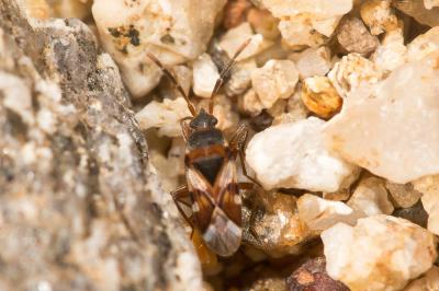  Scolopostethus 