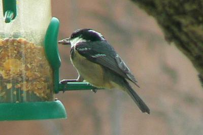 Mésange noire Periparus ater (Linnaeus, 1758)