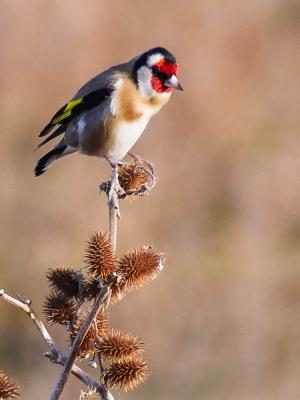 Chardonneret élégant Carduelis carduelis (Linnaeus, 1758)