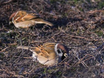 Moineau friquet Passer montanus (Linnaeus, 1758)