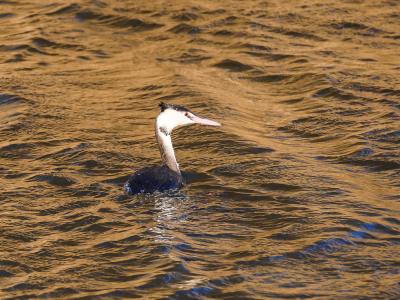 Grèbe huppé Podiceps cristatus (Linnaeus, 1758)