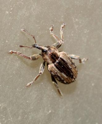  Hypera postica (Gyllenhal, 1813)