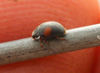 Coccinelle velue à bandes Scymnus interruptus (Goeze, 1777)