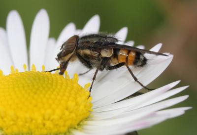  Stomorhina lunata (Fabricius, 1805)