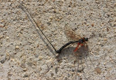  Dolichomitus imperator (Kriechbaumer, 1854)