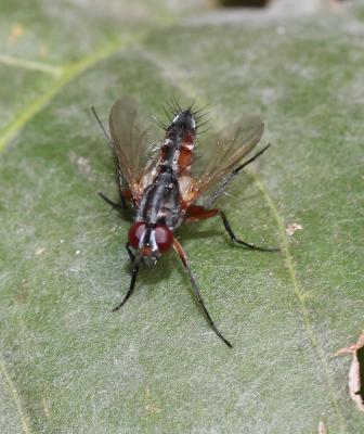 Mintho rufiventris (Fallén, 1817)