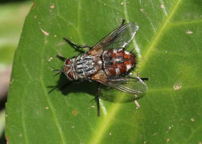  Linnaemya vulpina (Fallén, 1810)
