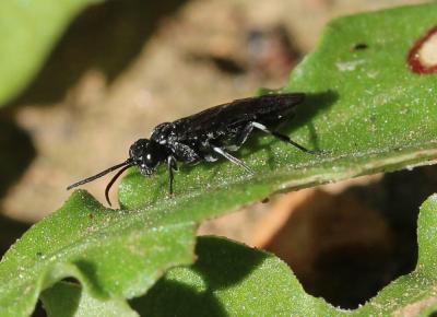  Macrophya Dahlbom, 1835