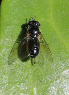  Heringia heringi (Zetterstedt, 1843)