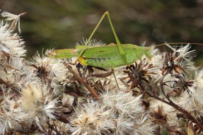 Phanéroptère méridional Phaneroptera nana Fieber, 1853