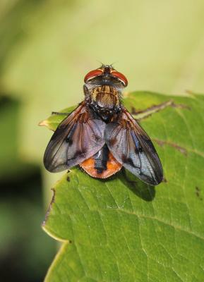  Ectophasia crassipennis (Fabricius, 1794)