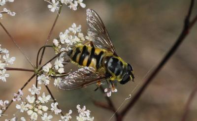  Myathropa florea (Linnaeus, 1758)