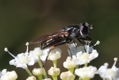  Cheilosia mutabilis (Fallén, 1817)