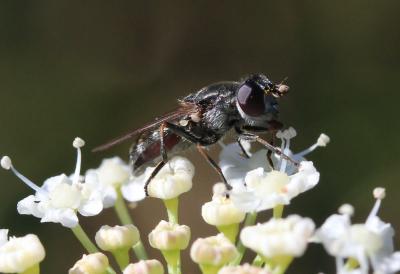  Cheilosia mutabilis (Fallén, 1817)