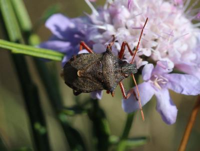  Picromerus bidens (Linnaeus, 1758)
