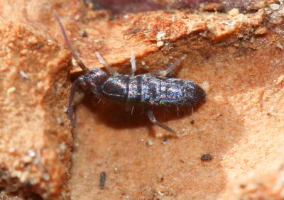  Tomocerus minor (Lubbock, 1862)