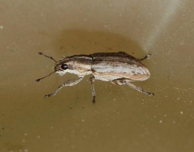  Sitona discoideus Gyllenhal, 1834