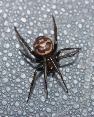 Stéatode domestique Steatoda grossa (C.L. Koch, 1838)
