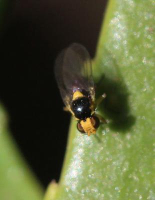 Liriomyza Mik, 1894