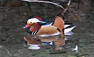 Canard mandarin Aix galericulata (Linnaeus, 1758)